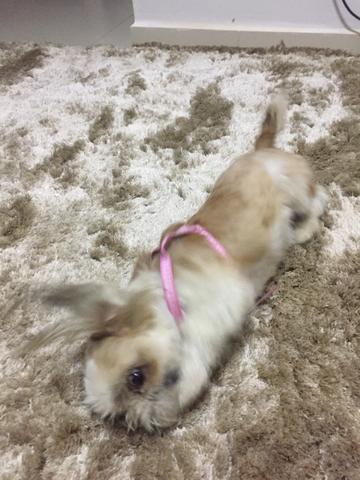 Doando ShihTzu