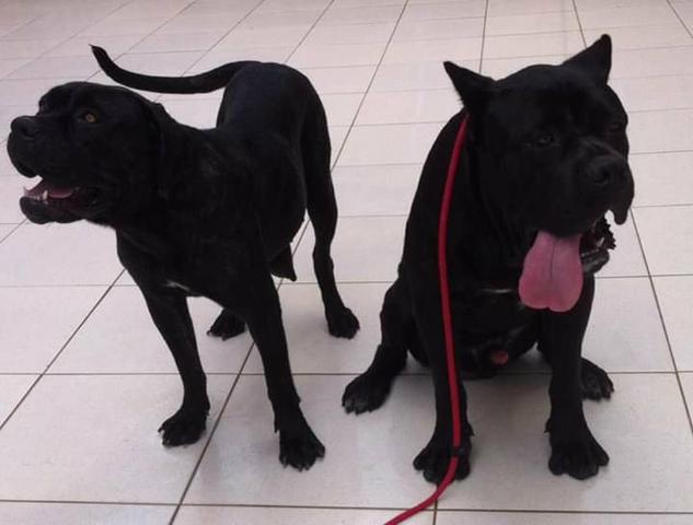 Filhote cane corso