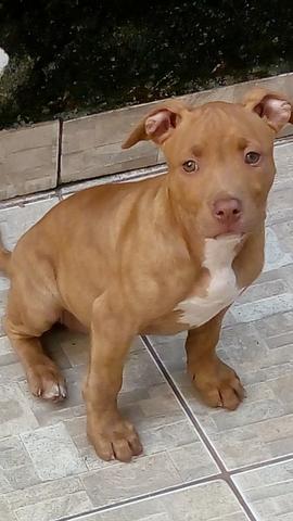 Filhote de Pit Bull