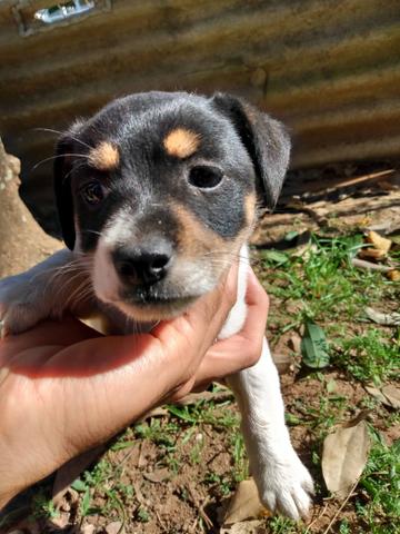 Filhote de cachorro