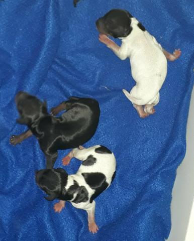 Filhote de pinscher
