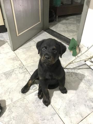 Filhote macho de rottweiler