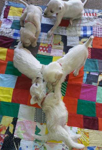?Filhotes de Cachorro?