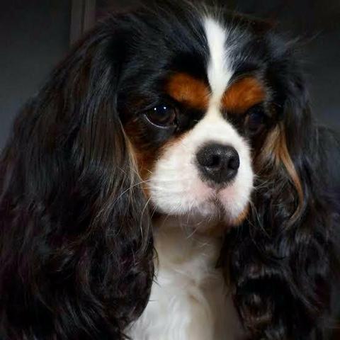 Filhotes de Cavalier King Charles Spaniel para reserva