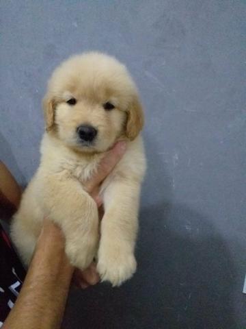 Filhotes de Golden Retriever Macho