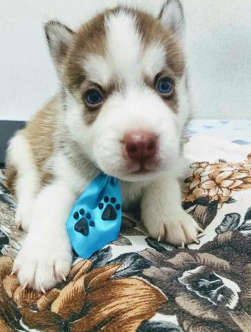 Filhotes de Husky Siberiano