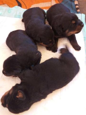 Filhotes de Rottweiler