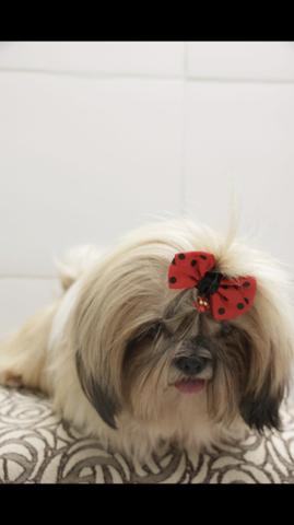 Filhotes de Shih Tzu para reserva !