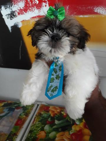 Filhotes de Shih tzu disponiveis