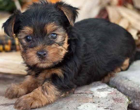 Filhotes de Yorkshire Terrier