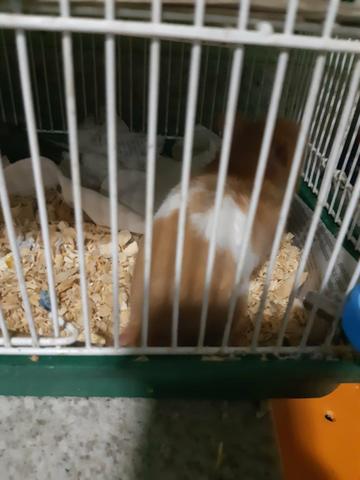 Hamster sírio