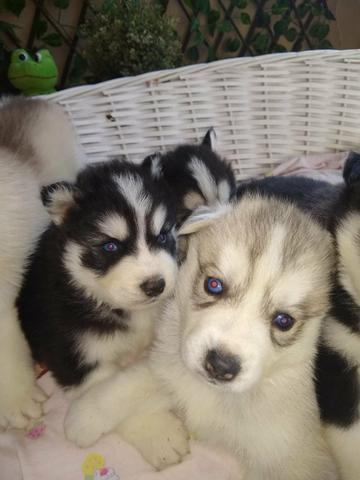 Husky siberiano