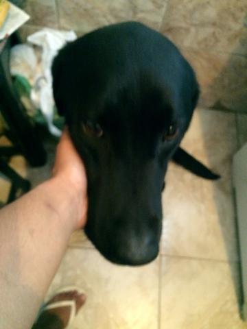 Labrador