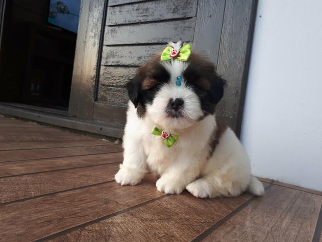 Lindo macho de Shihtzu