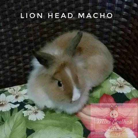 Lion Head macho + ração + feno