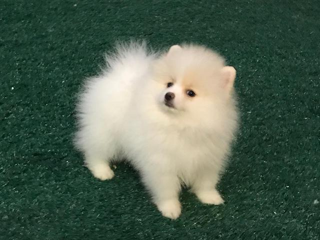 Lulu pomerania(spitz Alemão)