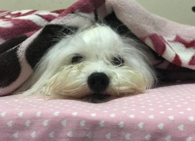 Maltês