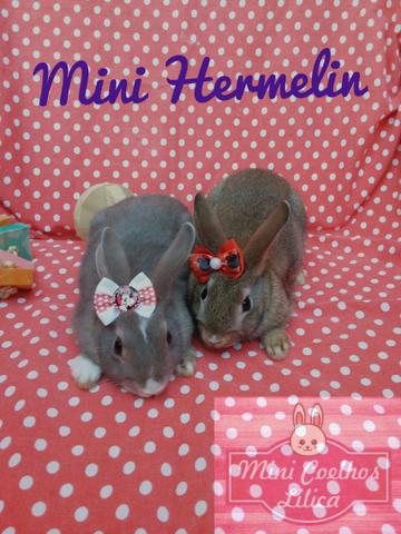 Mini Coelhos Lilica. Mini Hermelin