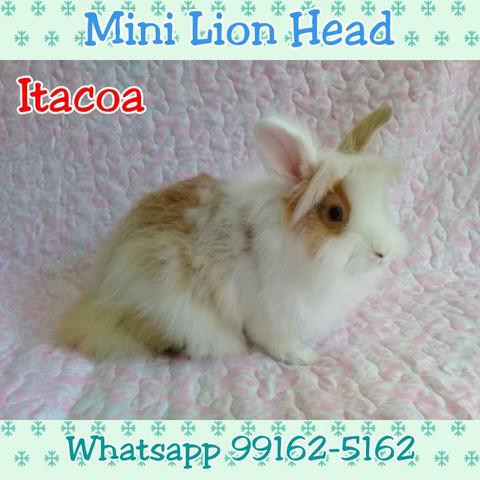 Mini coelho lion head