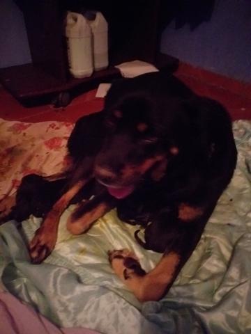 Ninhada de Rottweiler americano