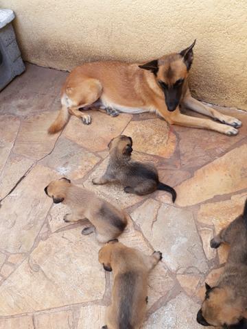 Pastor belga malinois (malinoa)