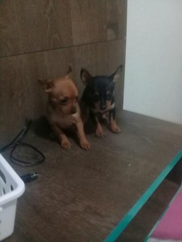 Pinscher 00