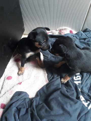 Pinscher