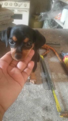 Pinscher N°1