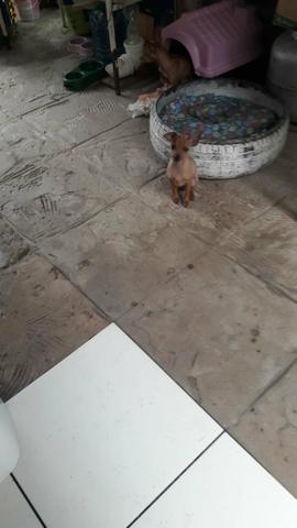 Pinscher macho
