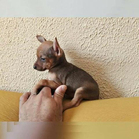 Pinscher miniatura