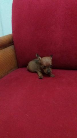 Pinscher zerinho_ amor incondicional