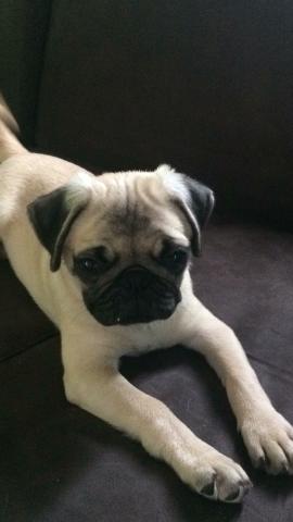 Pug macho