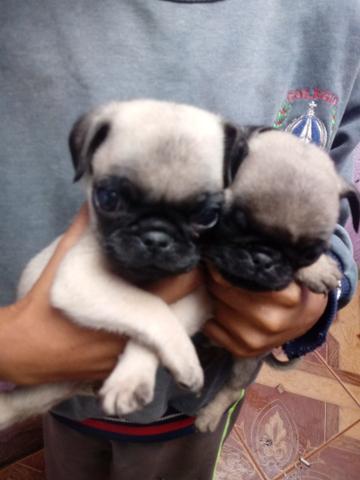 Pugs