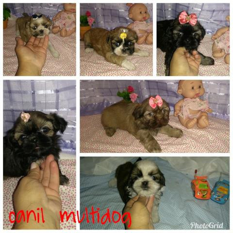 Shih Tzu de ótimos valores 