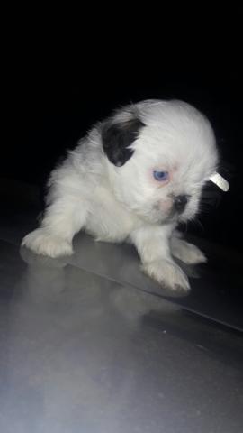 Shih tzu