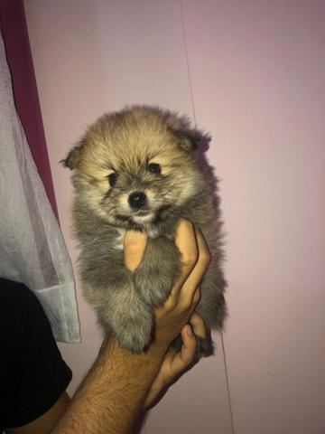 Spitz Alemão