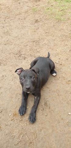 Staffordshire Bull Terrier