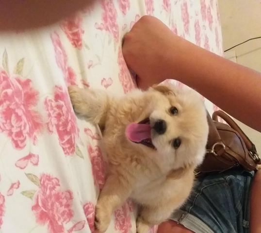 Vende-se cachorrinho raça York misturado com yasa só quem