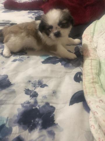 Vende-se shitzu