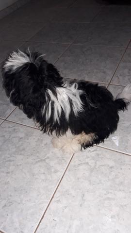 Vendo cachorro