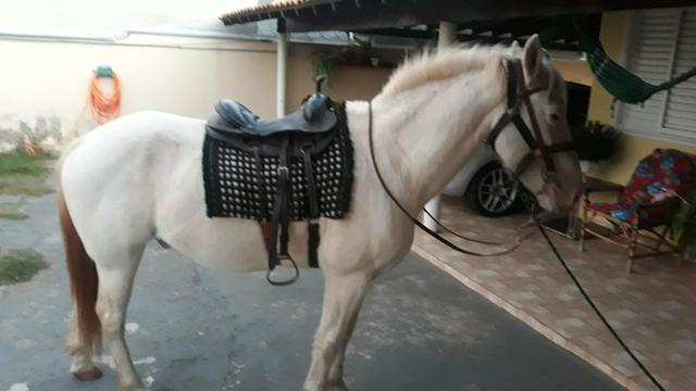 Vendo cavalo