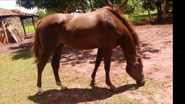 Vendo cavalo muito manso 