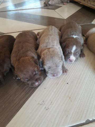 Vendo filhotes de pit bull