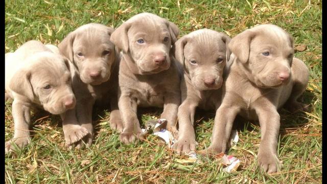 Weimaraner