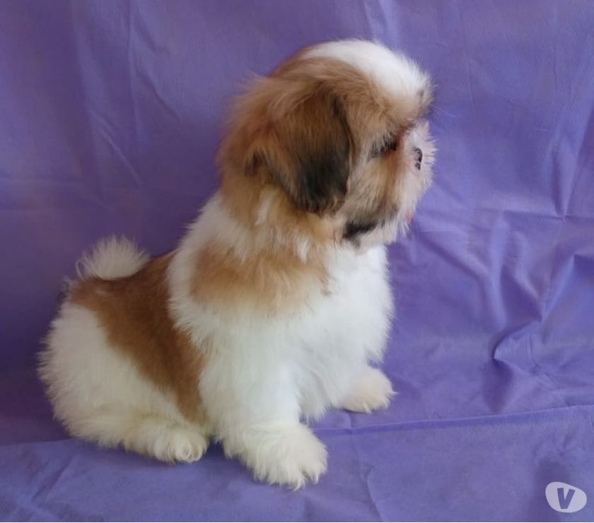 Lindos Lhasa Apso Machos