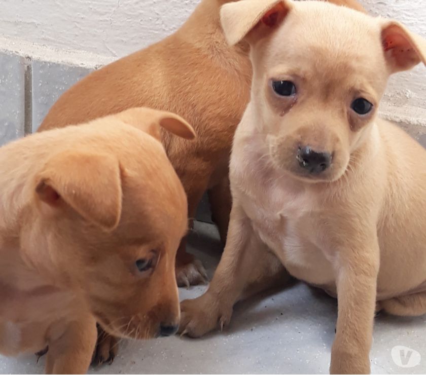 Pinscher