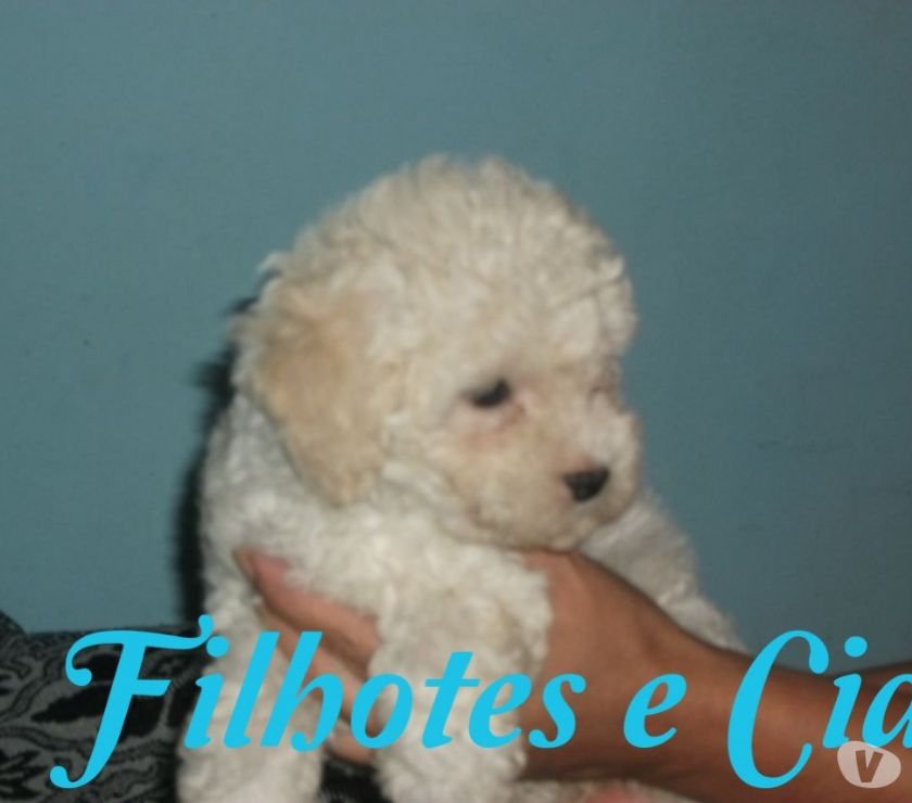 Poodle Toy Último Filhote Machinho