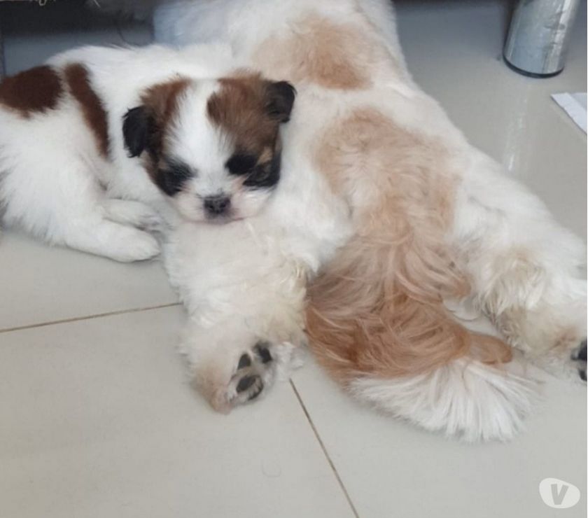 Vendo filhote de Shih tzu macho