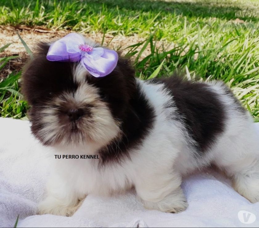 Shih tzu macho