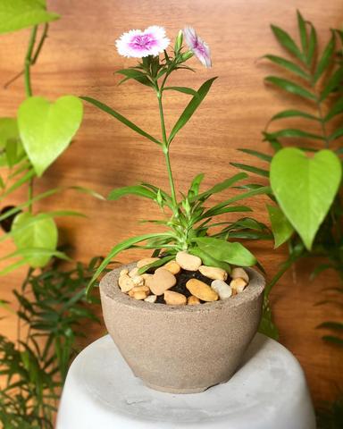 Arranjo de cravina (Dianthus chinensis)